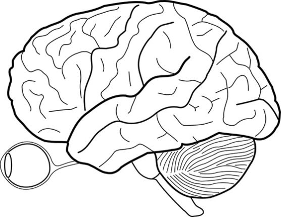 Mózg (3)