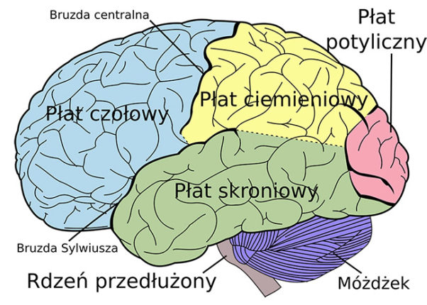 Mózg