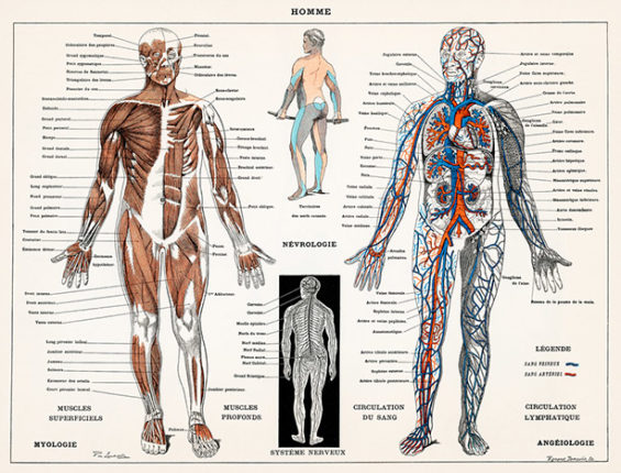 System nerwowy (2)